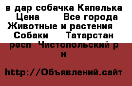 в дар собачка Капелька › Цена ­ 1 - Все города Животные и растения » Собаки   . Татарстан респ.,Чистопольский р-н